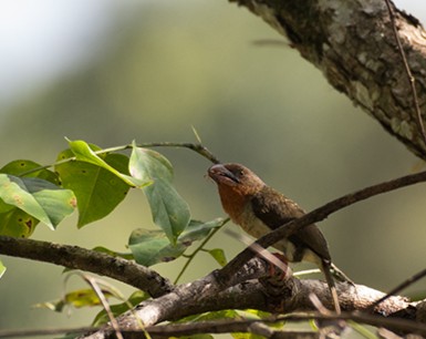 Brown Barbet — Borneo wildlife, book, free download, jungle tour, bird, bird tour