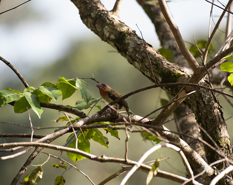 Brown Barbet — Borneo wildlife, book, free download, jungle tour, bird, bird tour