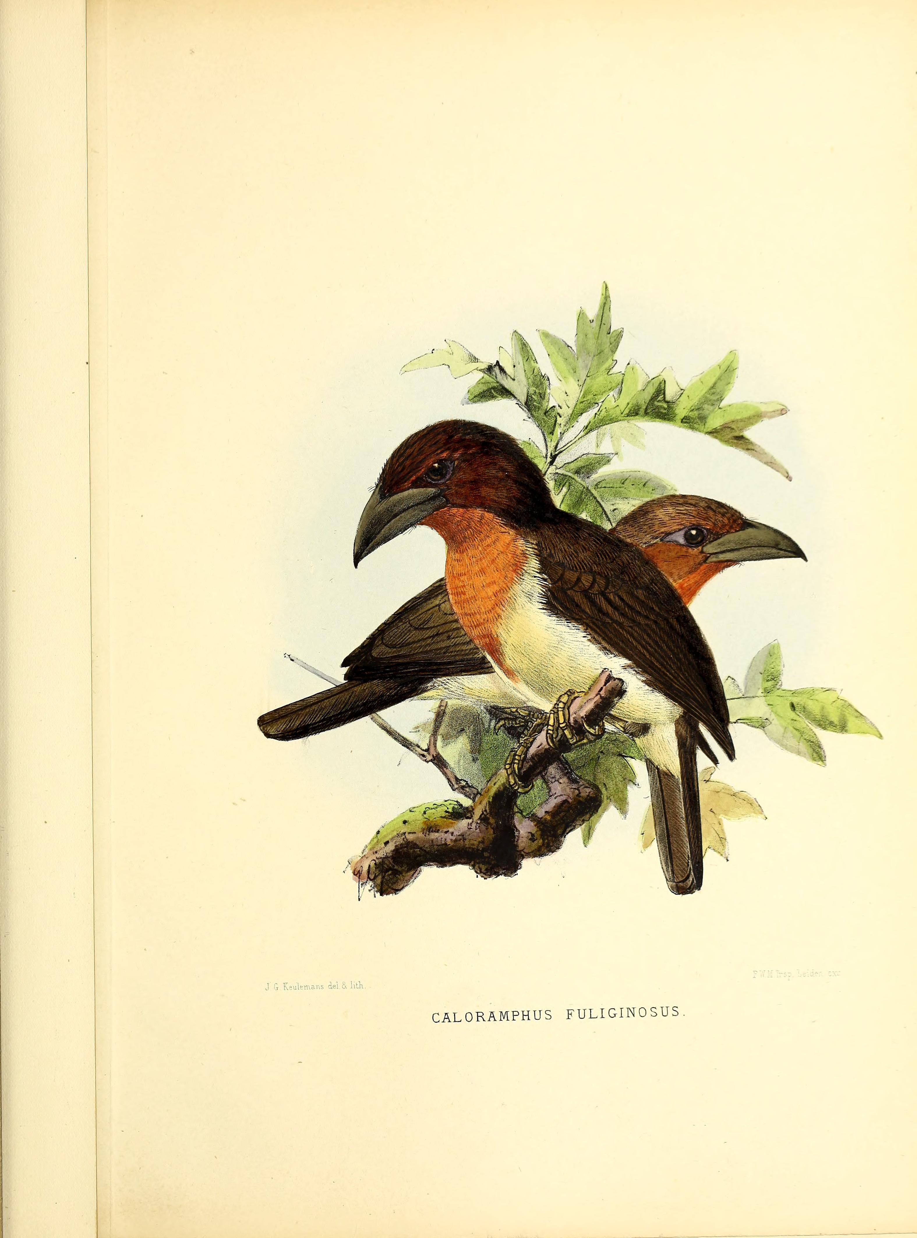 Brown Barbet — Borneo wildlife, book, free download, jungle tour, bird, bird tour