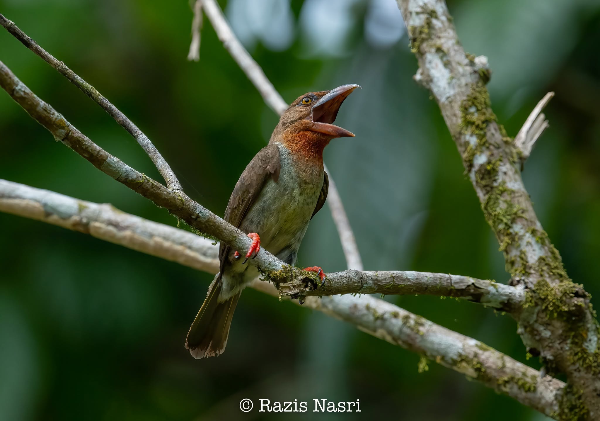 Brown Barbet — Borneo wildlife, book, free download, jungle tour, bird, bird tour