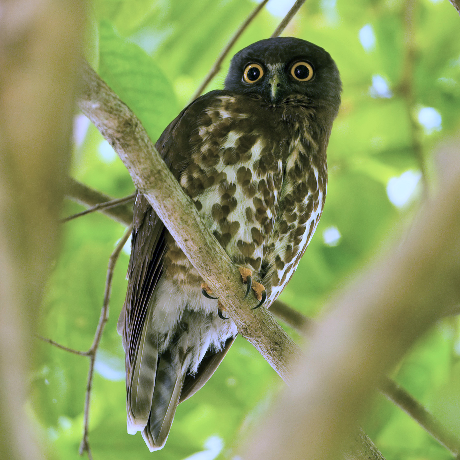 Brown Boobook — Borneo wildlife, book, free download, jungle tour, bird, bird tour