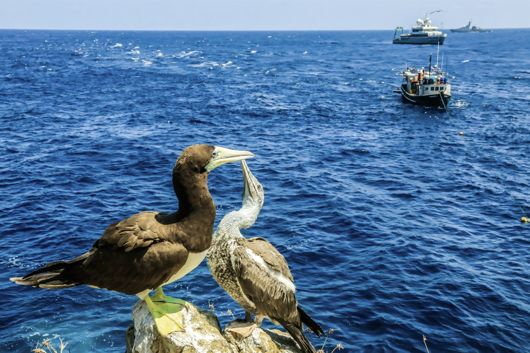 Brown Booby — Borneo wildlife, book, free download, jungle tour, bird, bird tour