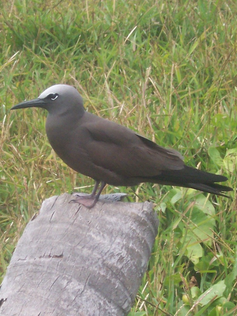 Brown Noddy — Borneo wildlife, book, free download, jungle tour, bird, bird tour