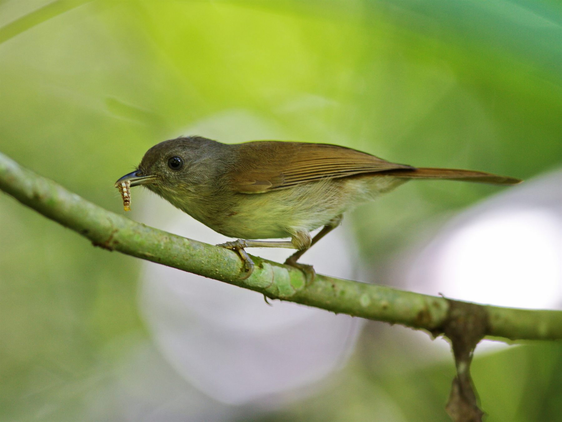 Brown Fulvetta — Borneo wildlife, book, free download, jungle tour, bird, bird tour