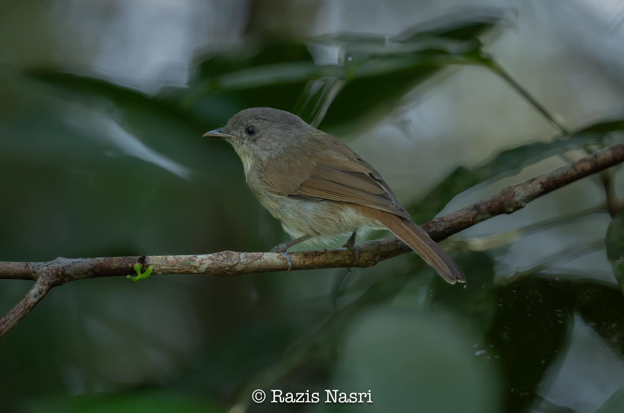 Brown Fulvetta — Borneo wildlife, book, free download, jungle tour, bird, bird tour