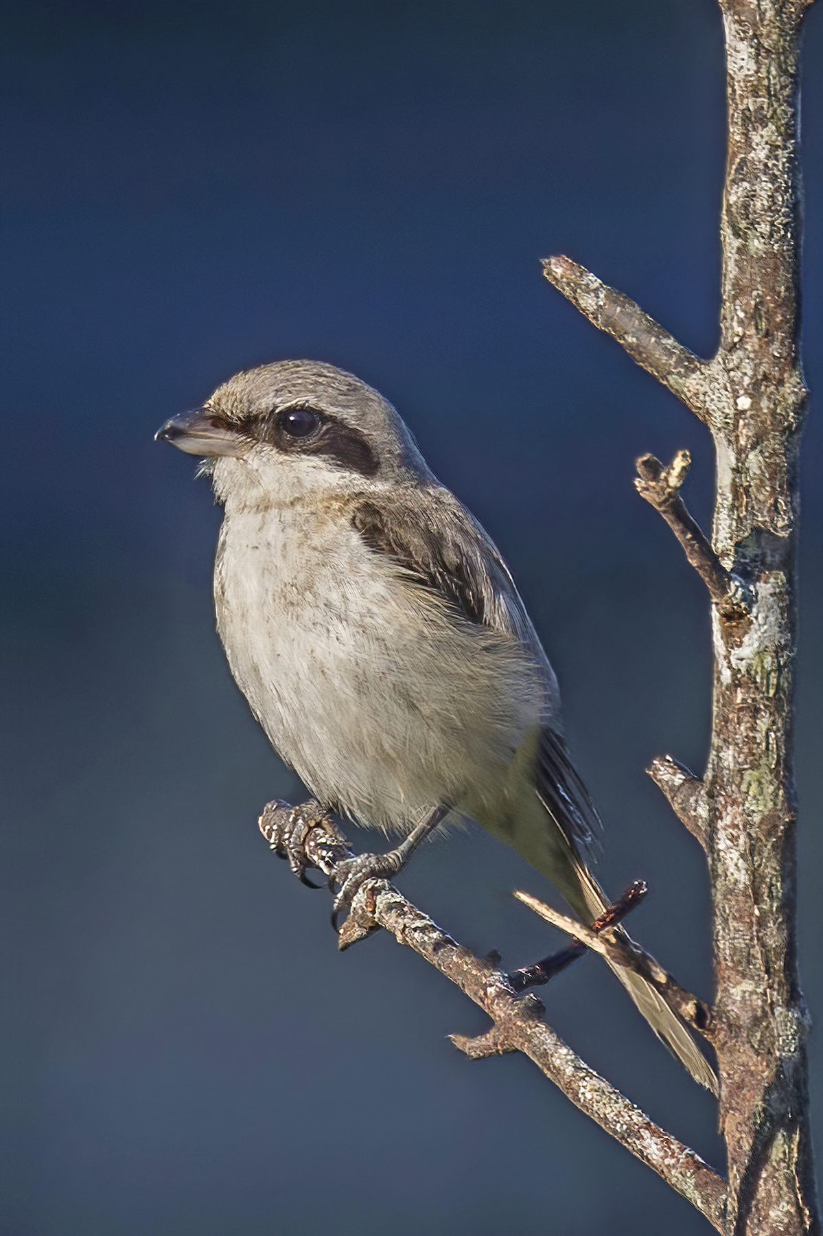 Brown Shrike — Borneo wildlife, book, free download, jungle tour, bird, bird tour