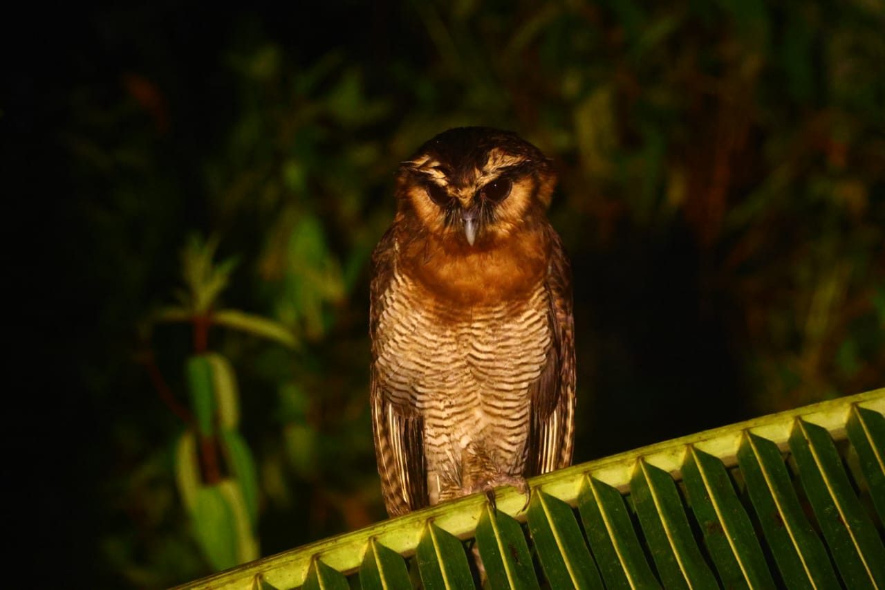 Brown Wood-Owl — Borneo wildlife, book, free download, jungle tour, bird, bird tour