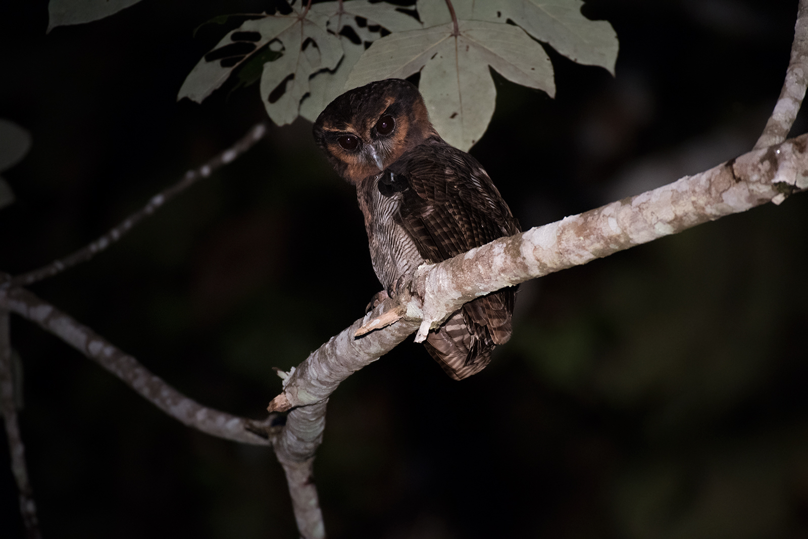 Brown Wood-Owl — Borneo wildlife, book, free download, jungle tour, bird, bird tour