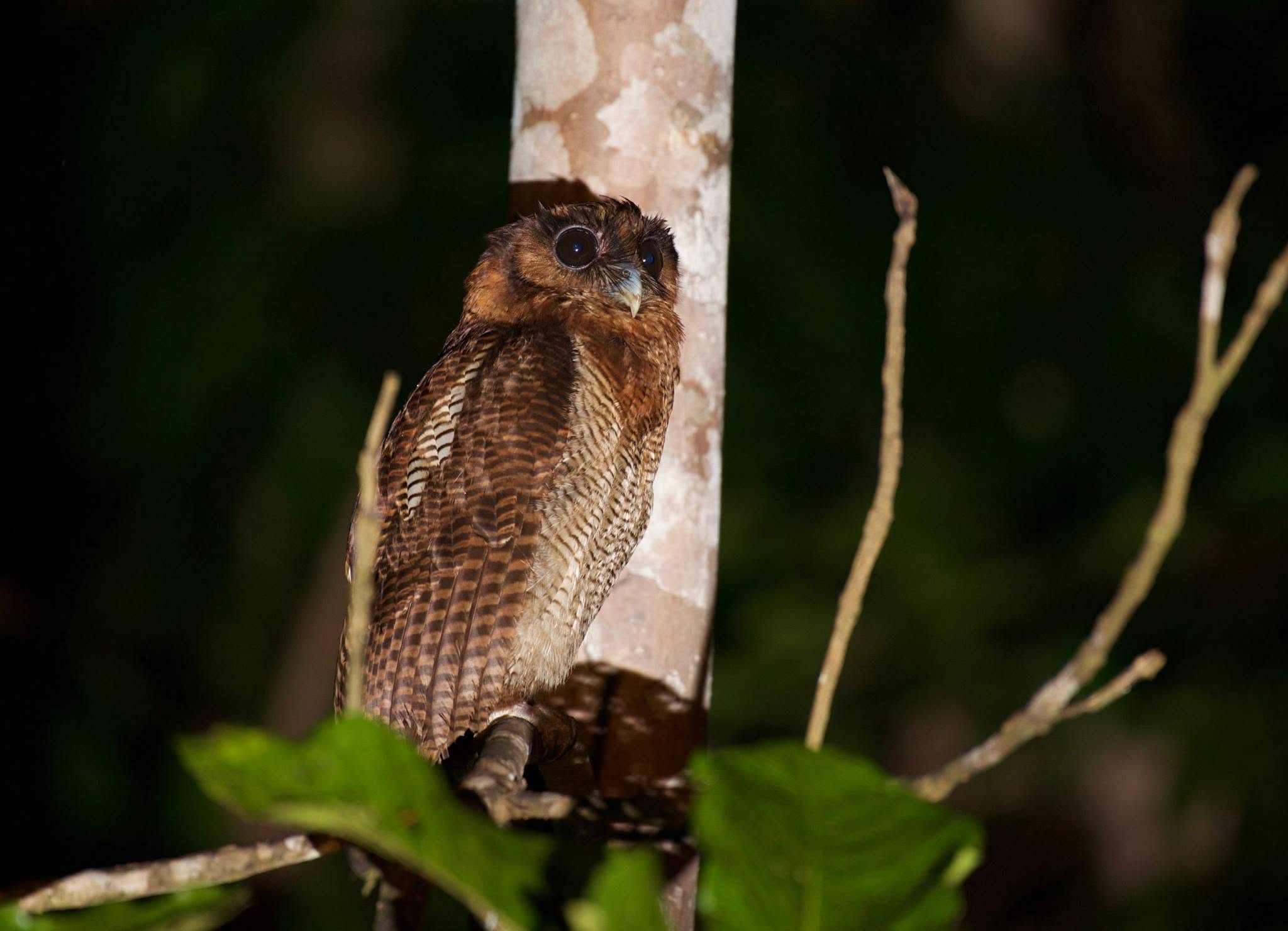 Brown Wood-Owl — Borneo wildlife, book, free download, jungle tour, bird, bird tour