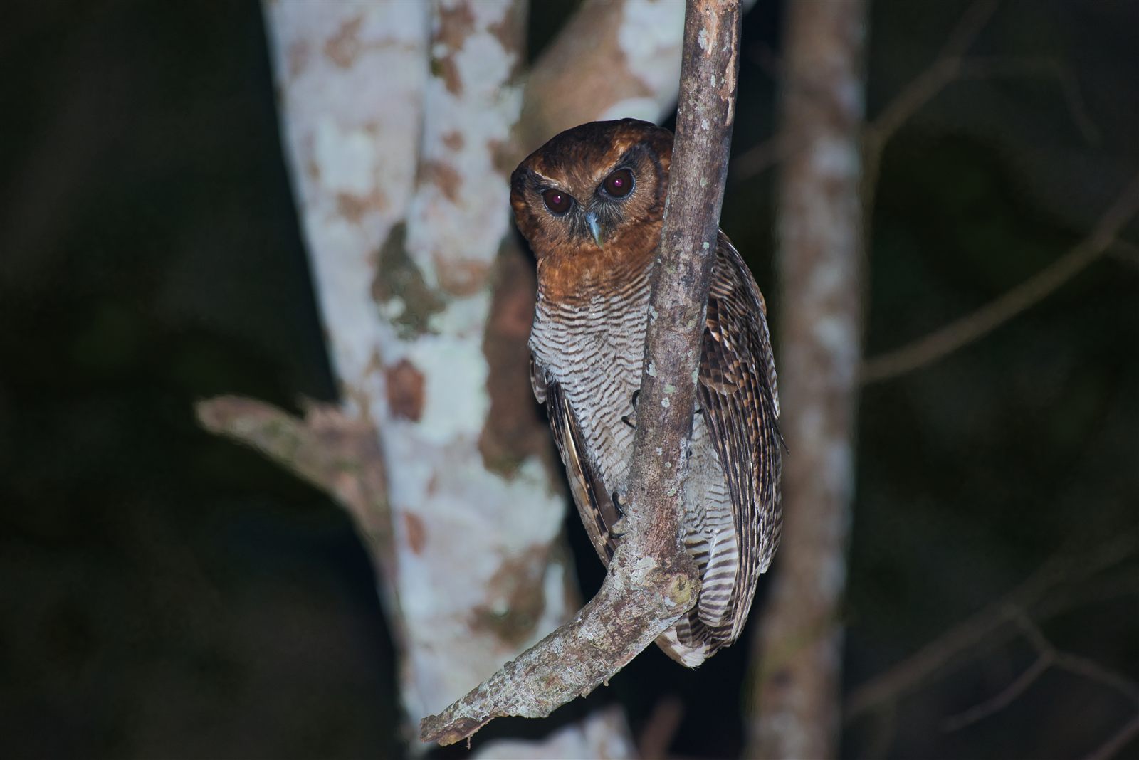 Brown Wood-Owl — Borneo wildlife, book, free download, jungle tour, bird, bird tour