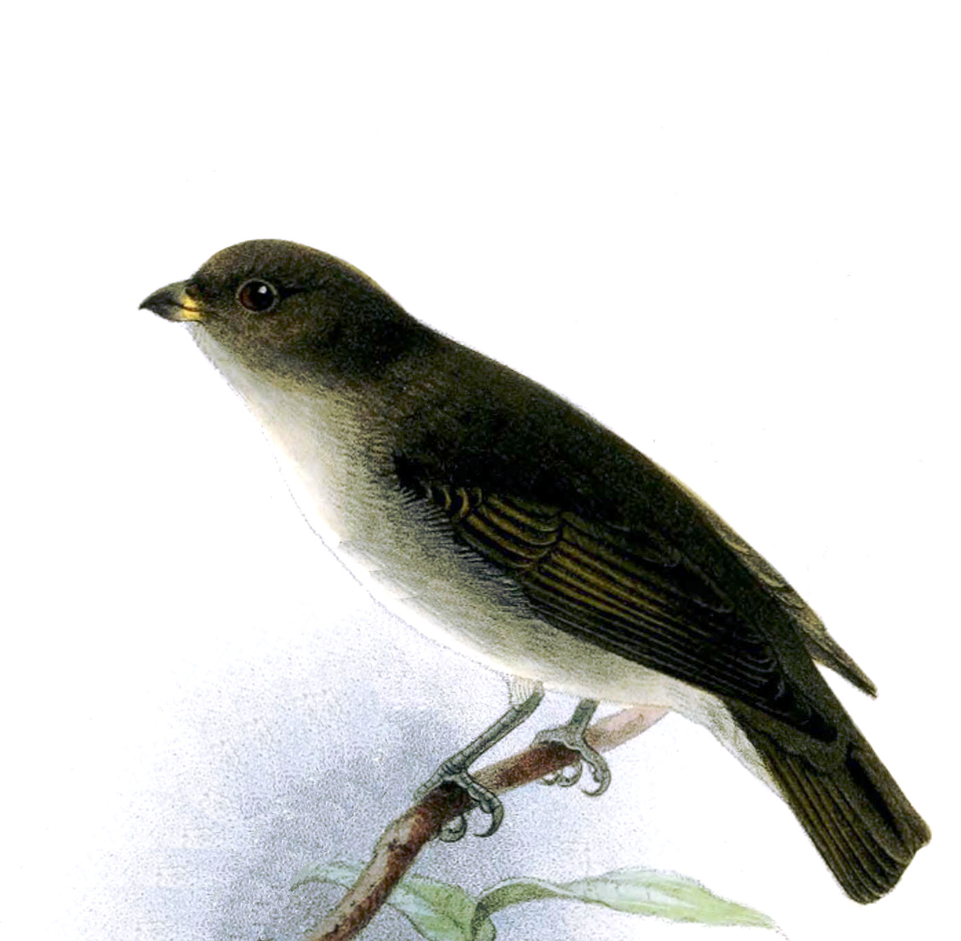 Brown-backed Flowerpecker — Borneo wildlife, book, free download, jungle tour, bird, bird tour