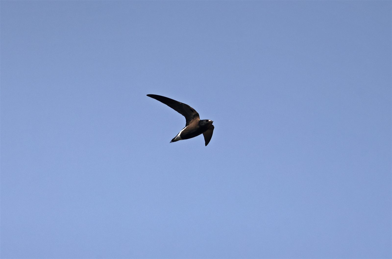 Brown-backed Needletail — Borneo wildlife, book, free download, jungle tour, bird, bird tour