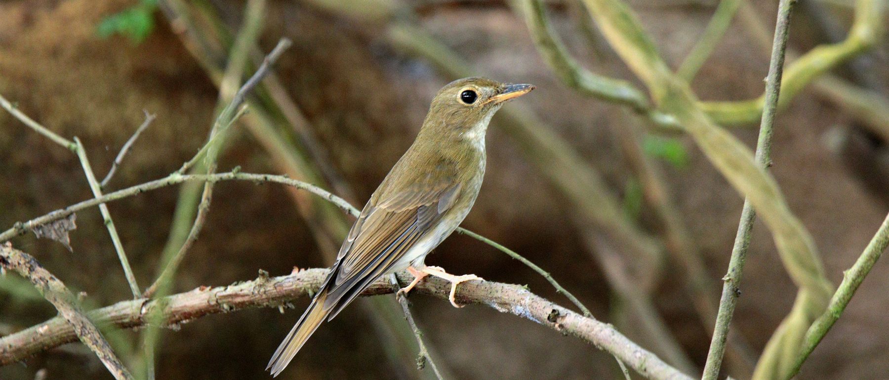 Brown-chested Jungle Flycatcher — Borneo wildlife, book, free download, jungle tour, bird, bird tour