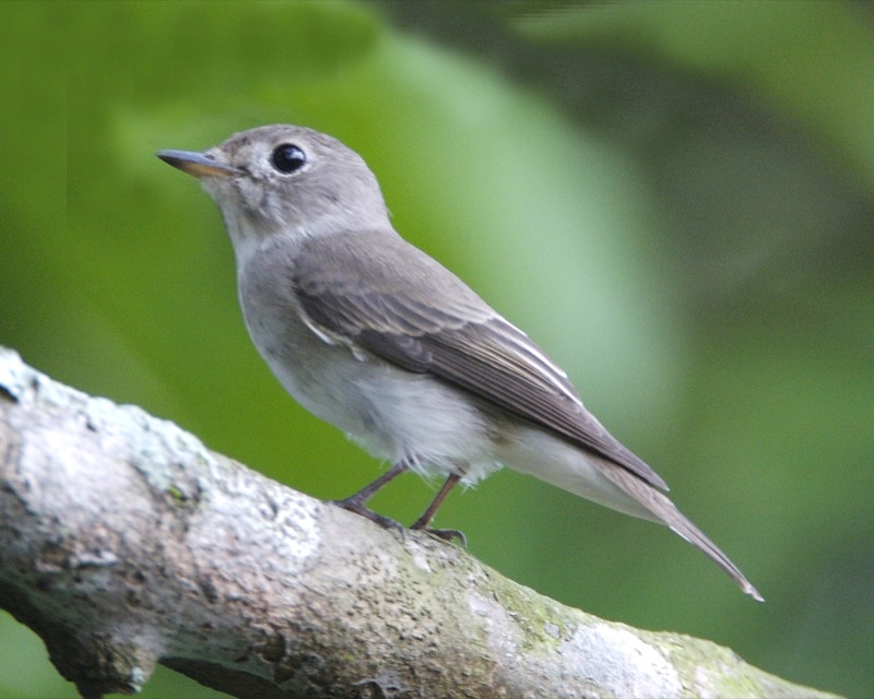 Brown-streaked Flycatcher — Borneo wildlife, book, free download, jungle tour, bird, bird tour