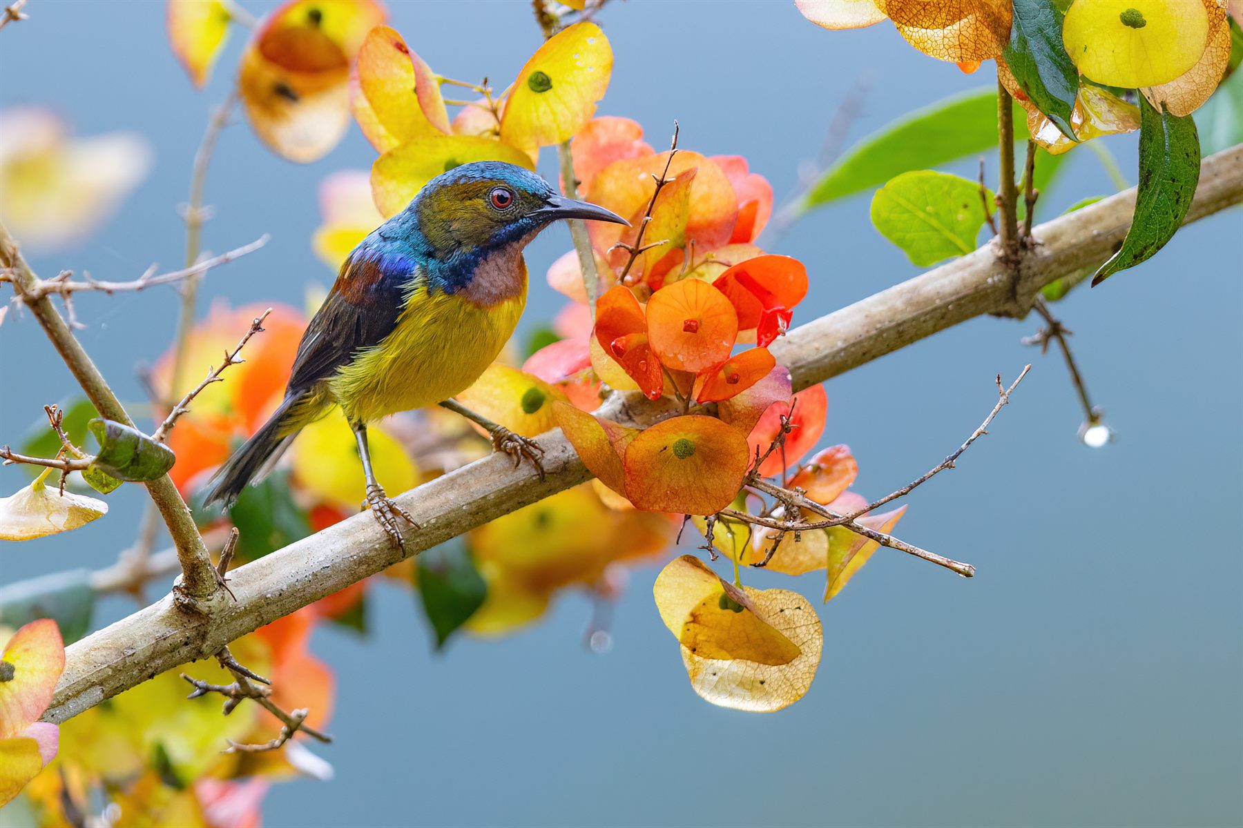 Brown-throated Sunbird — Borneo wildlife, book, free download, jungle tour, bird, bird tour