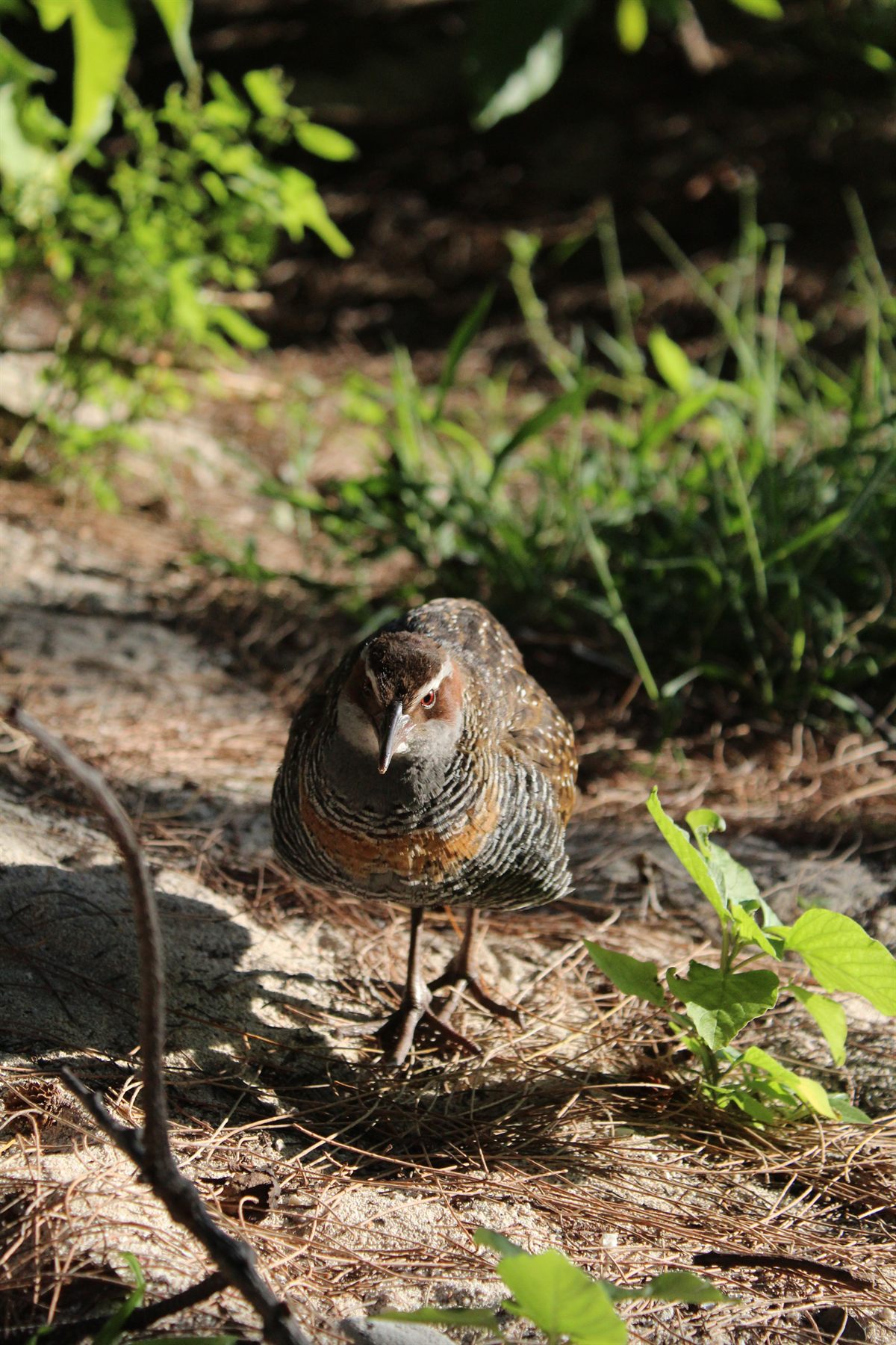 Buff-banded Rail — Borneo wildlife, book, free download, jungle tour, bird, bird tour