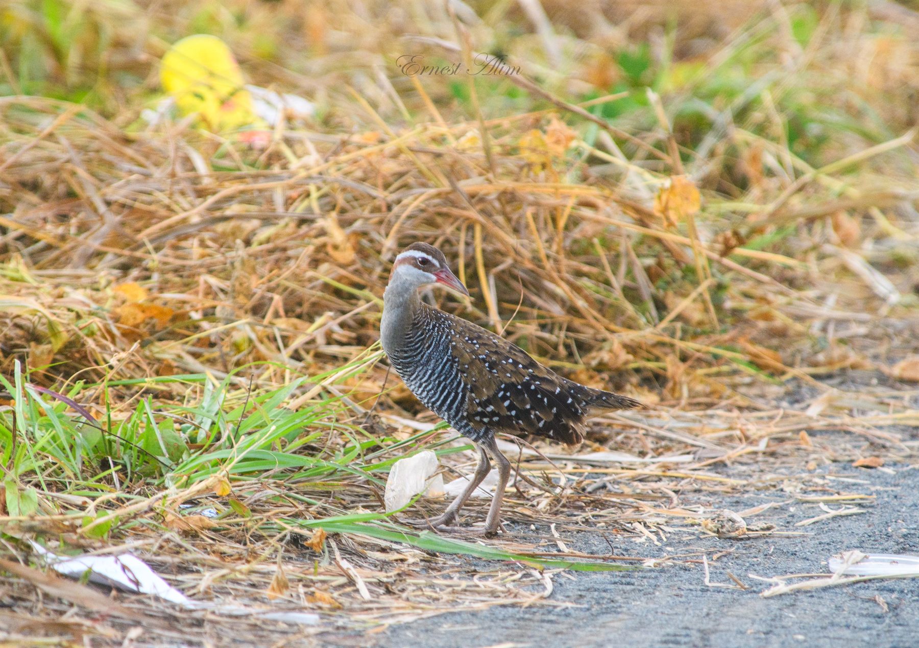 Buff-banded Rail — Borneo wildlife, book, free download, jungle tour, bird, bird tour