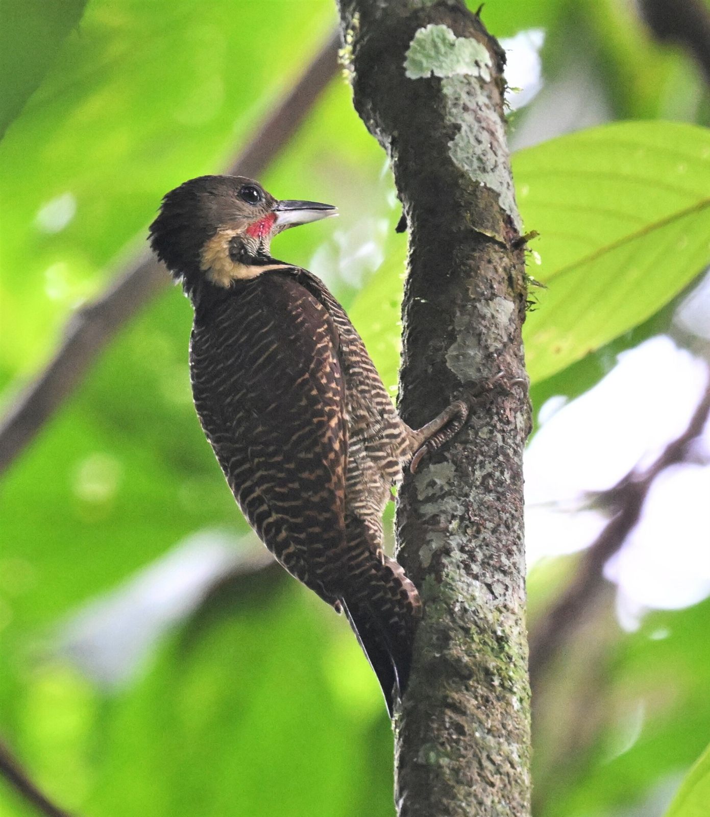Buff-necked Woodpecker — Borneo wildlife, book, free download, jungle tour, bird, bird tour