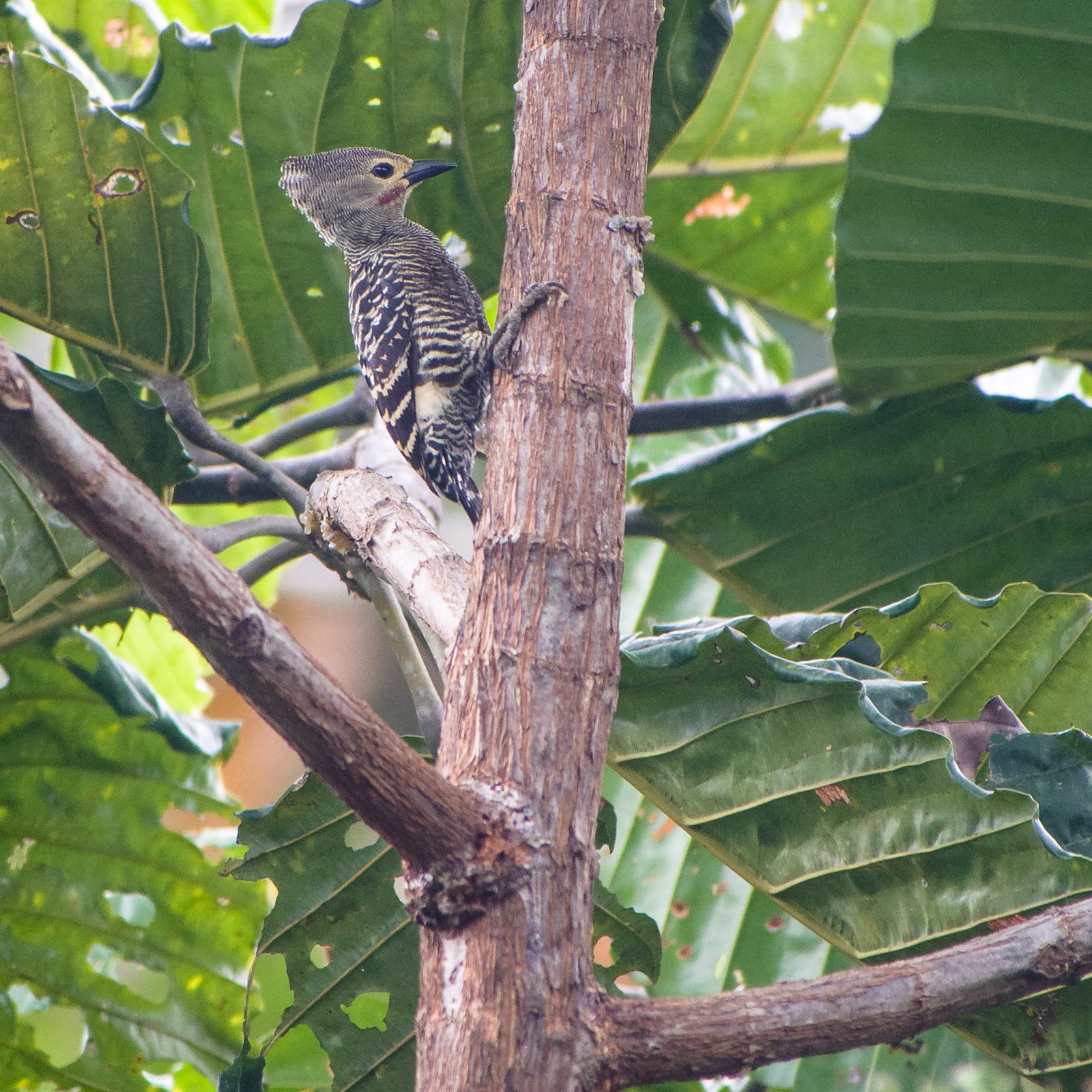Buff-rumped Woodpecker — Borneo wildlife, book, free download, jungle tour, bird, bird tour