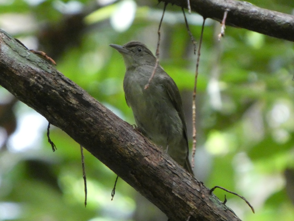 Buff-vented Bulbul — Borneo wildlife, book, free download, jungle tour, bird, bird tour