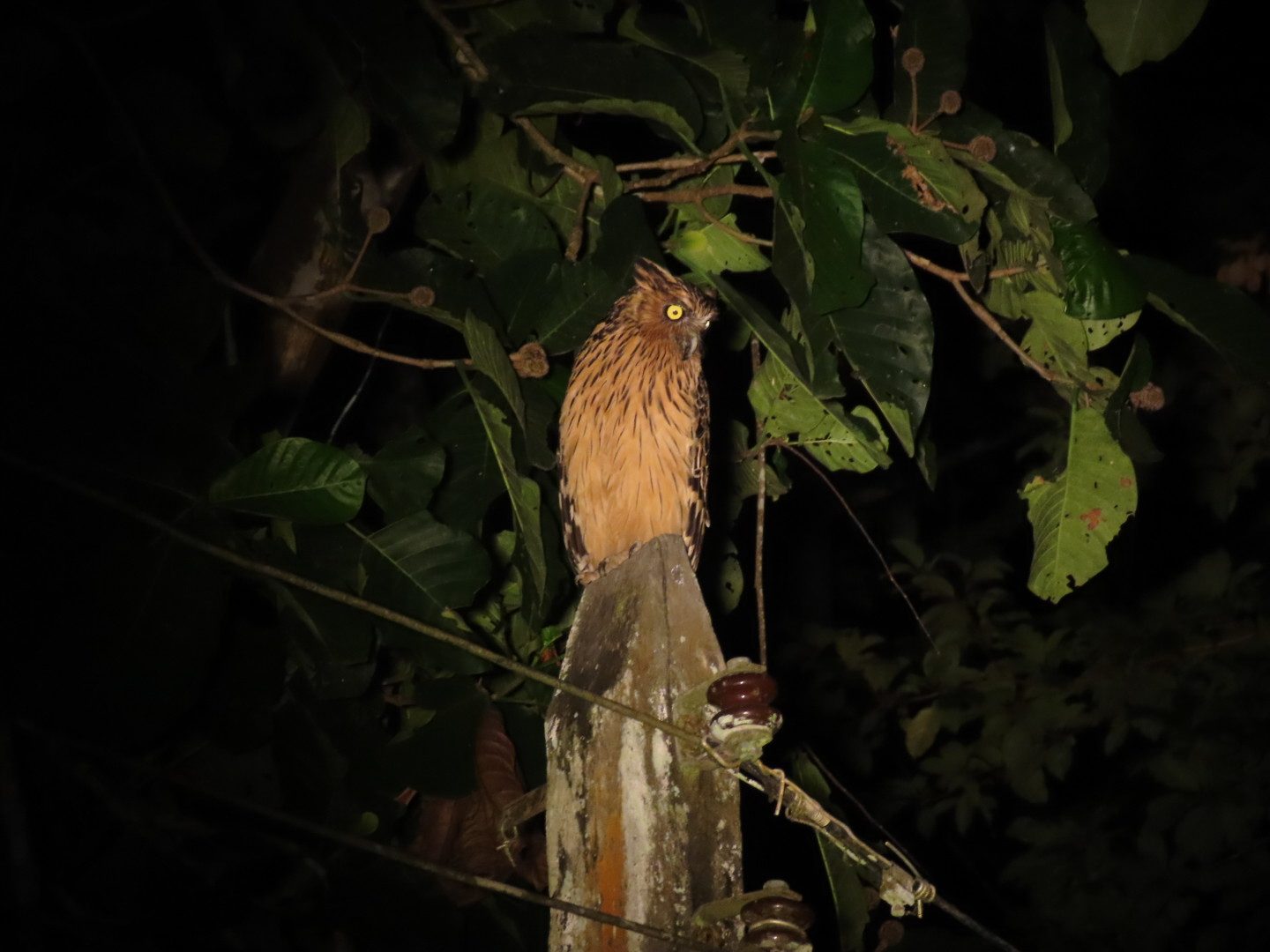 Buffy Fish-Owl — Borneo wildlife, book, free download, jungle tour, bird, bird tour