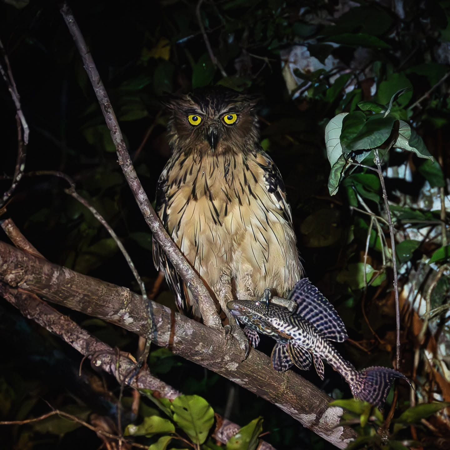 Buffy Fish-Owl — Borneo wildlife, book, free download, jungle tour, bird, bird tour