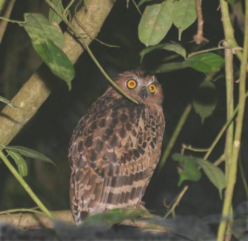 Buffy Fish-Owl — Borneo wildlife, book, free download, jungle tour, bird, bird tour