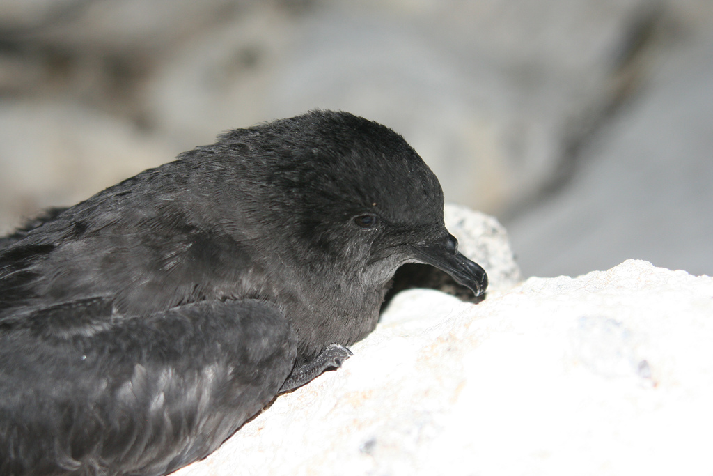 Bulwer's Petrel — Borneo wildlife, book, free download, jungle tour, bird, bird tour