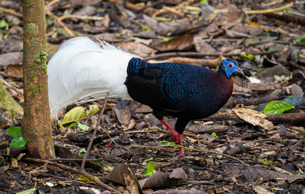 Male Bulwer's Pheasant displaying, its white tail fanned against dark iridescent plumage and bare blue facial skin