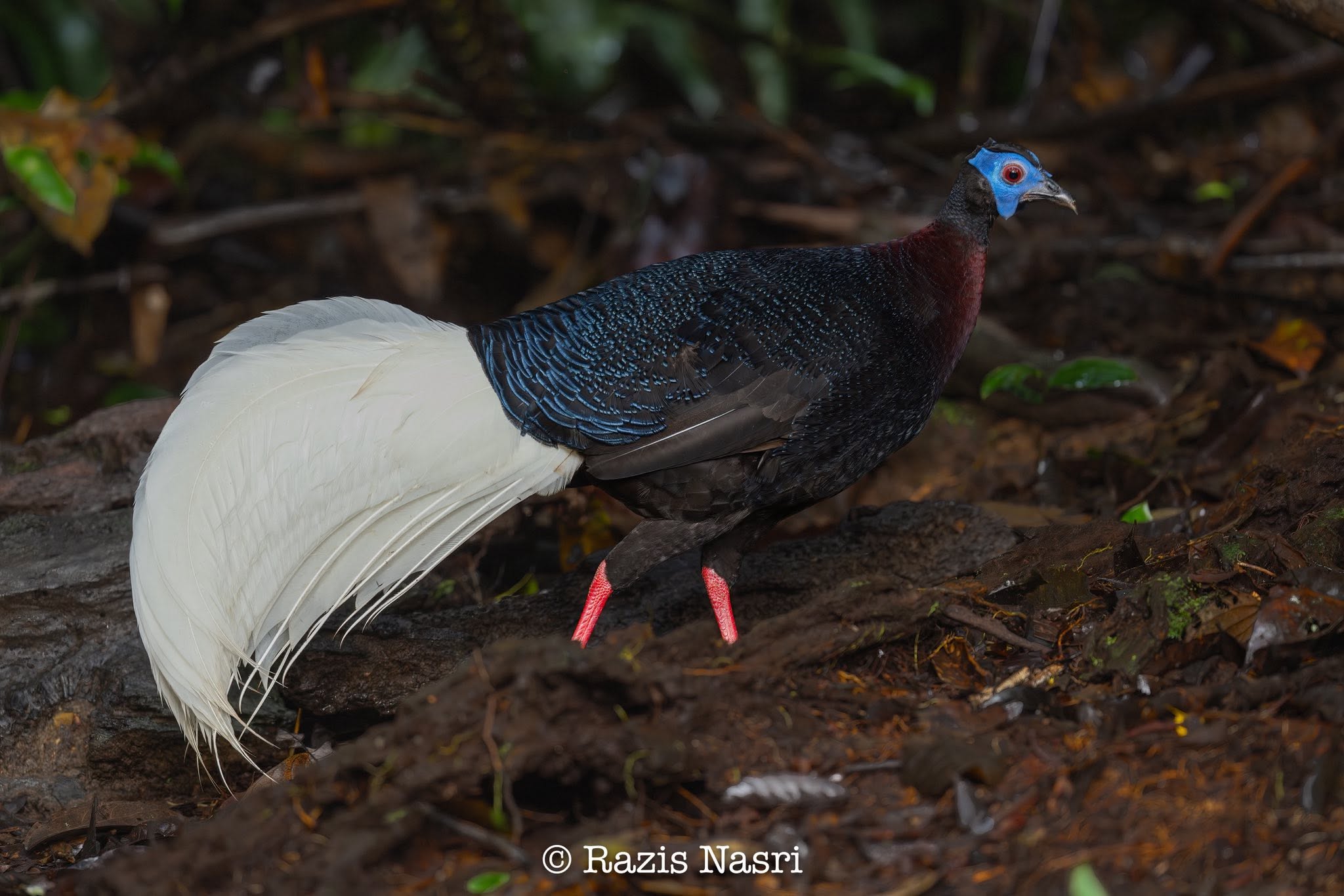 Bulwer's Pheasant — Borneo wildlife, book, free download, jungle tour, bird, bird tour