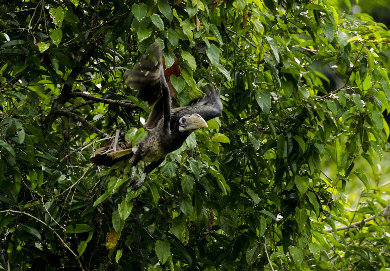 Bushy-crested Hornbill — Borneo wildlife, book, free download, jungle tour, bird, bird tour
