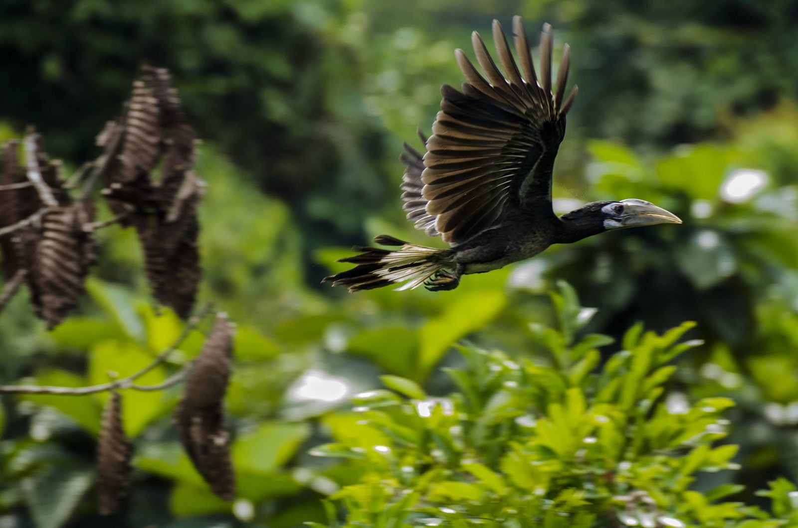 Bushy-crested Hornbill — Borneo wildlife, book, free download, jungle tour, bird, bird tour