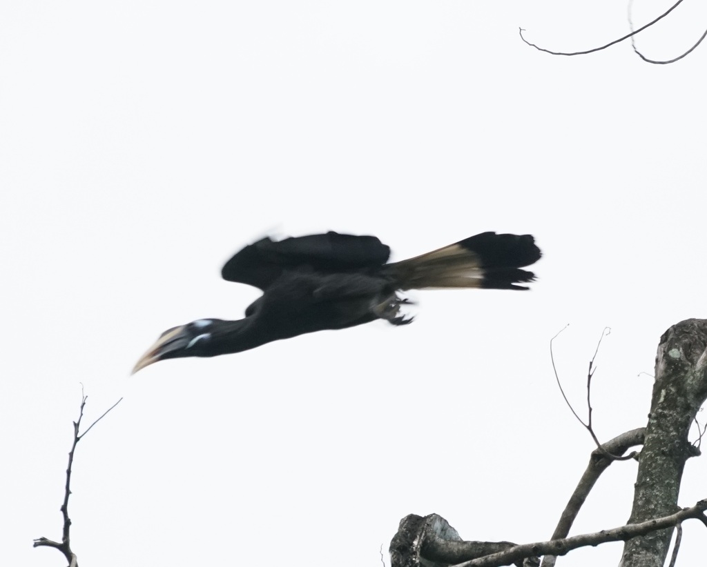 Bushy-crested Hornbill — Borneo wildlife, book, free download, jungle tour, bird, bird tour