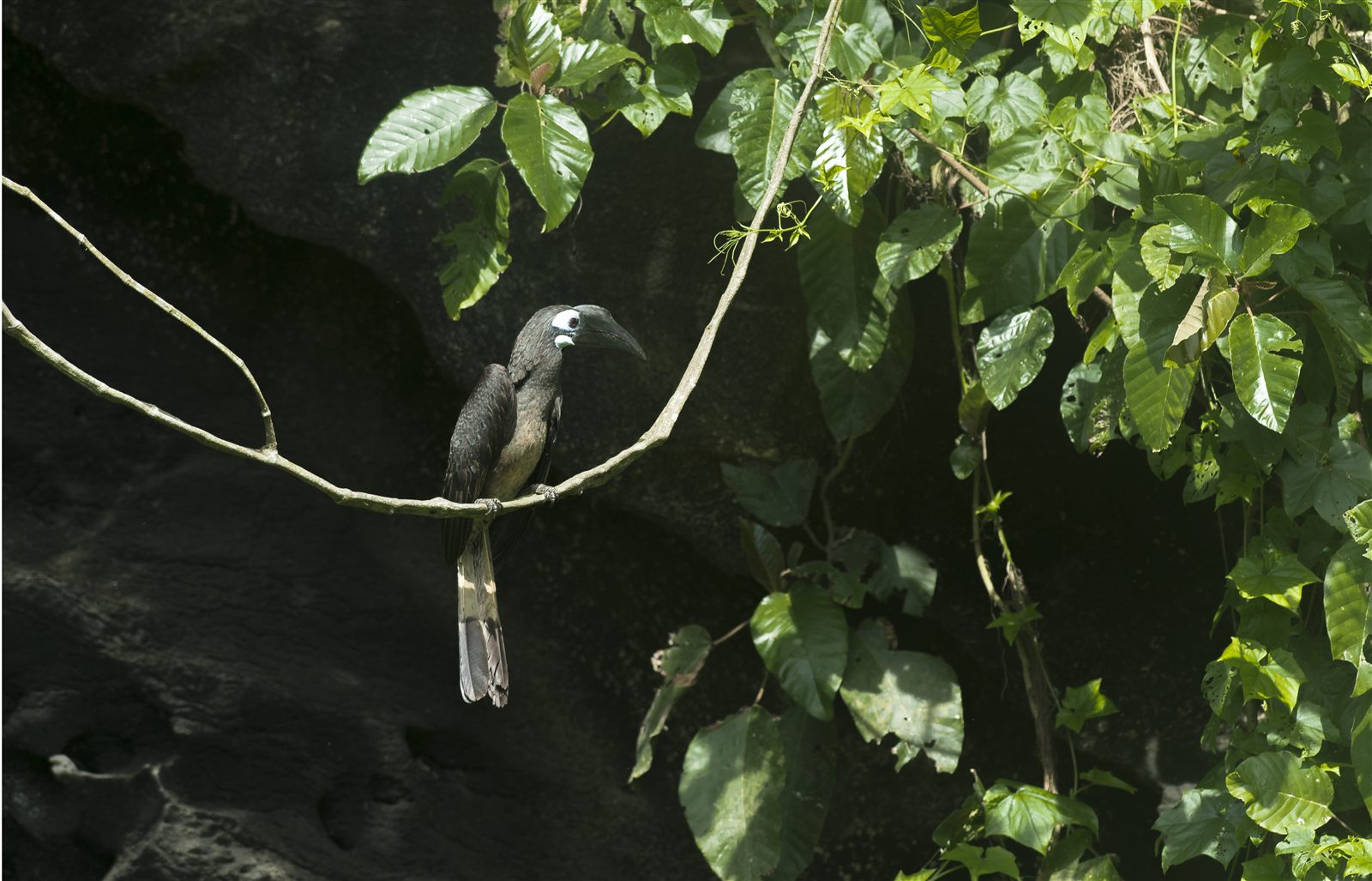 Bushy-crested Hornbill — Borneo wildlife, book, free download, jungle tour, bird, bird tour