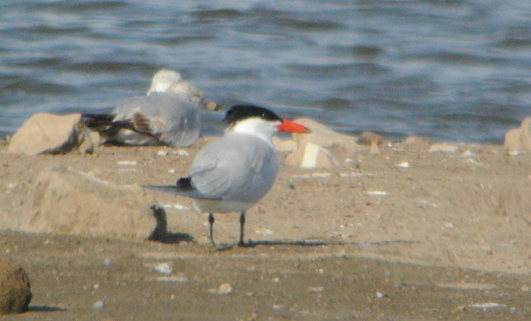 Caspian Tern — Borneo wildlife, book, free download, jungle tour, bird, bird tour