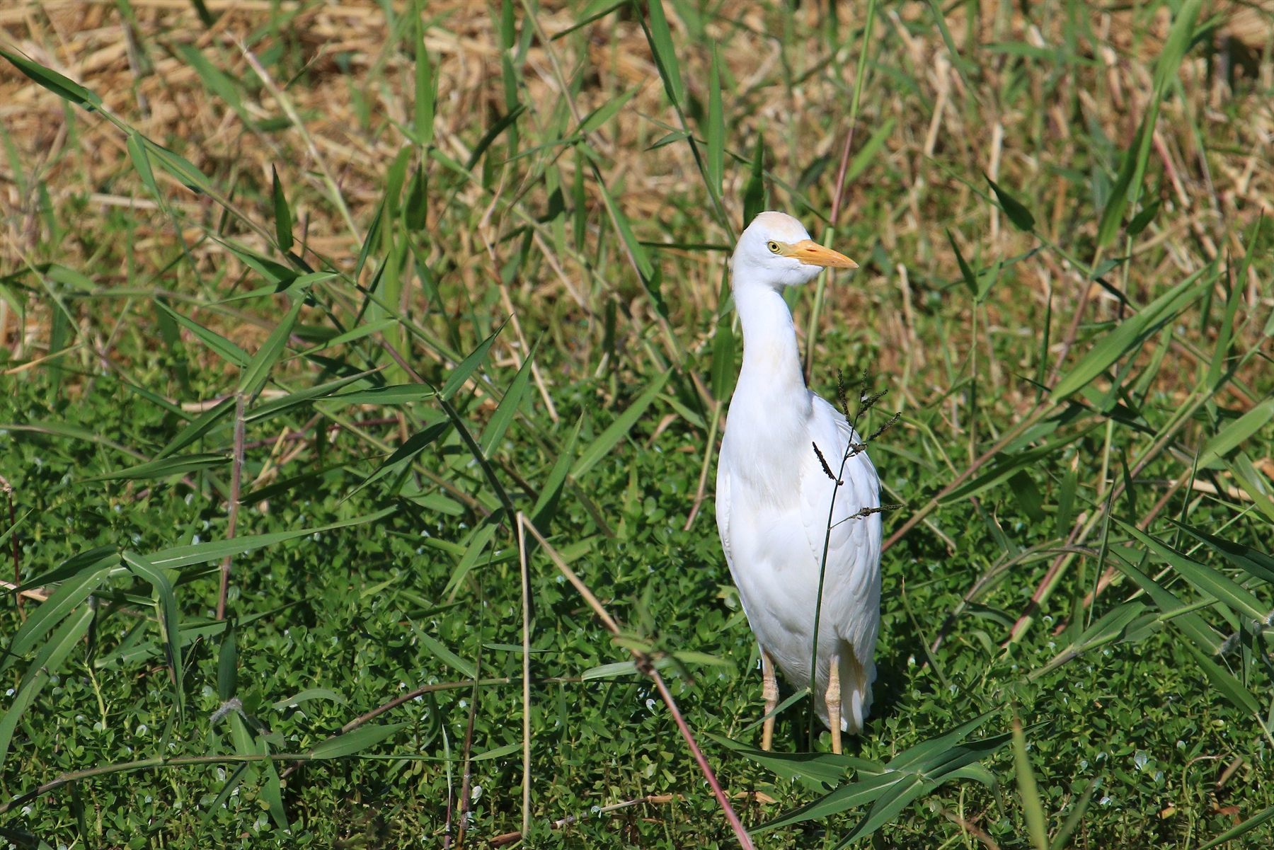 Eastern Cattle-Egret — Borneo wildlife, book, free download, jungle tour, bird, bird tour