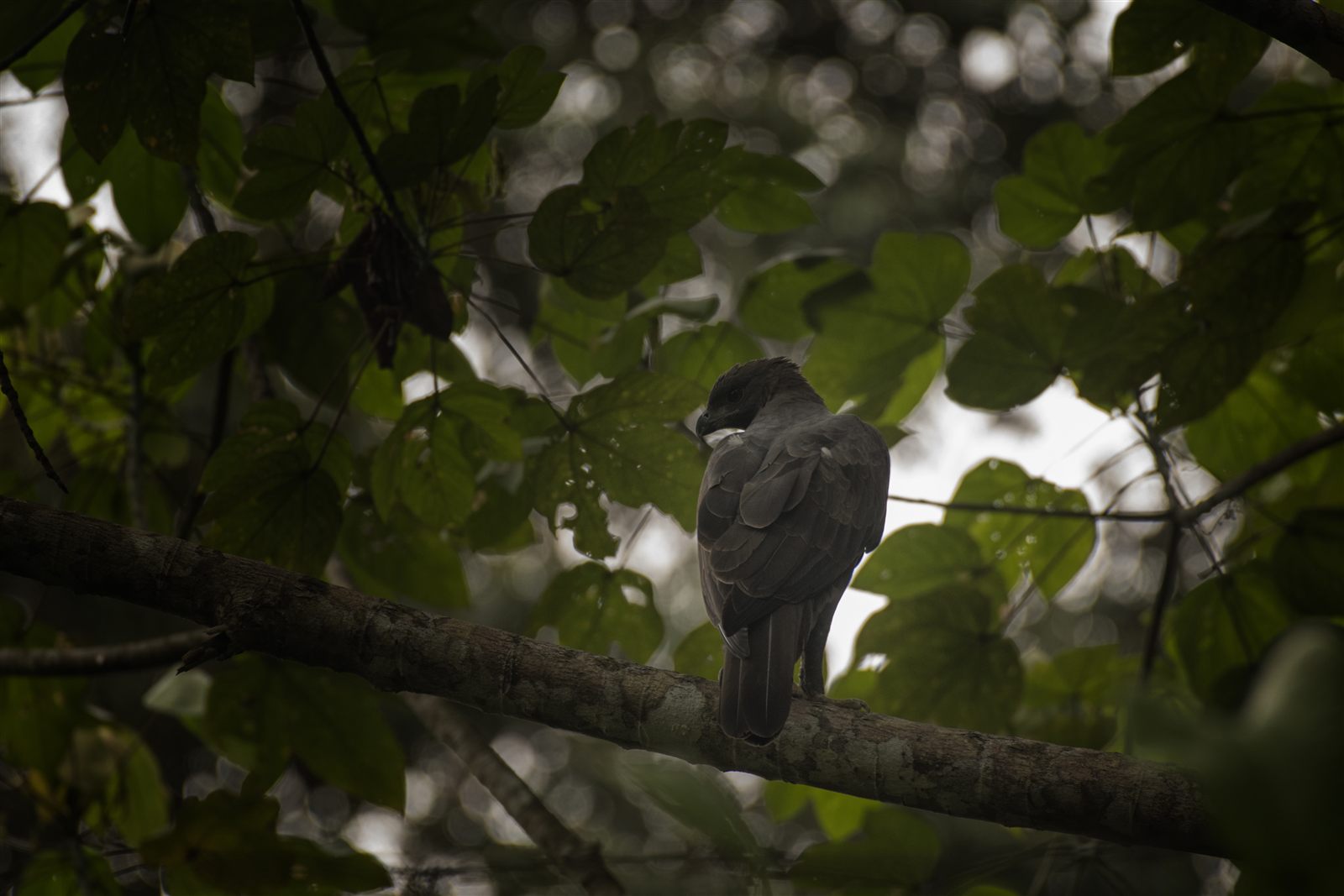 Changeable Hawk-Eagle — Borneo wildlife, book, free download, jungle tour, bird, bird tour