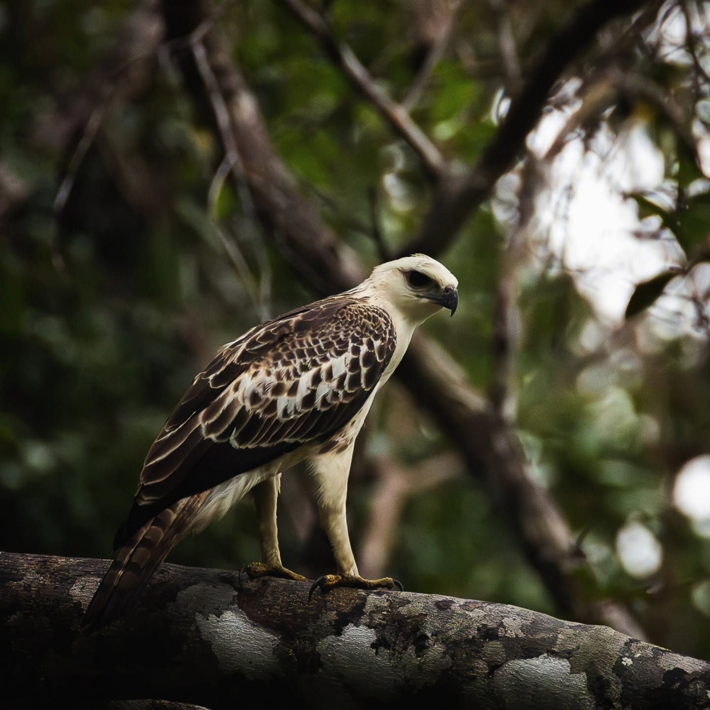Changeable Hawk-Eagle — Borneo wildlife, book, free download, jungle tour, bird, bird tour