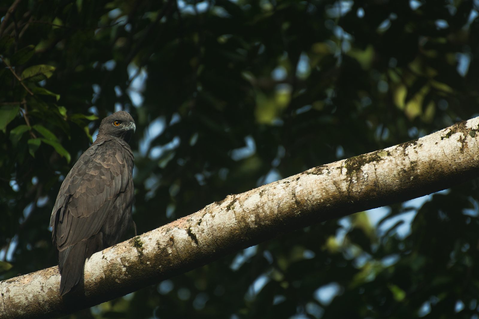 Changeable Hawk-Eagle — Borneo wildlife, book, free download, jungle tour, bird, bird tour