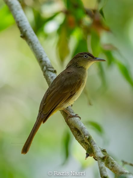 Charlotte's Bulbul — Borneo wildlife, book, free download, jungle tour, bird, bird tour