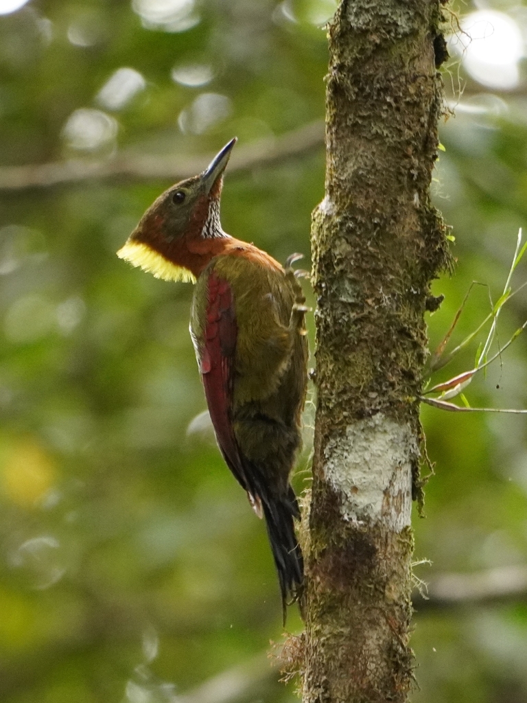 Checker-throated Woodpecker — Borneo wildlife, book, free download, jungle tour, bird, bird tour