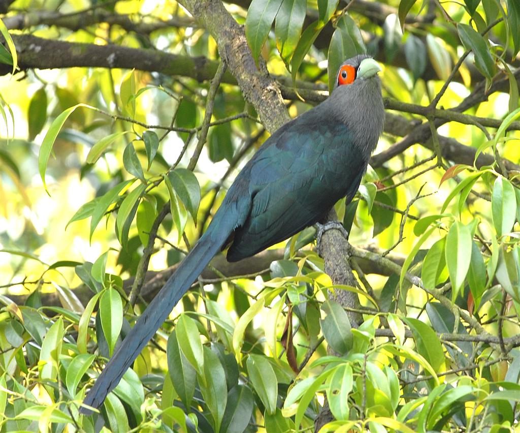 Chestnut-bellied Malkoha — Borneo wildlife, book, free download, jungle tour, bird, bird tour