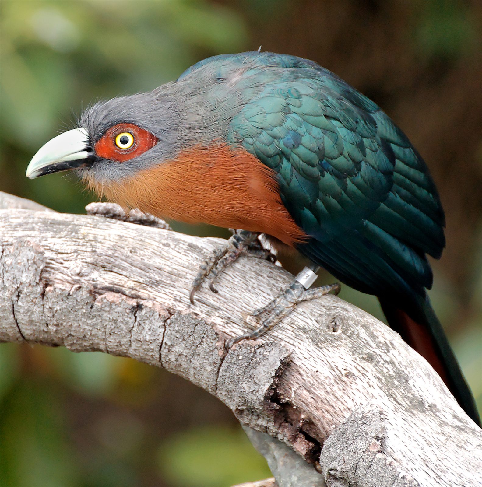 Chestnut-breasted Malkoha — Borneo wildlife, book, free download, jungle tour, bird, bird tour