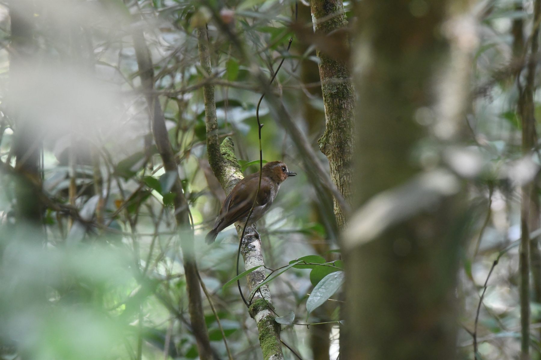Chestnut-capped Thrush — Borneo wildlife, book, free download, jungle tour, bird, bird tour