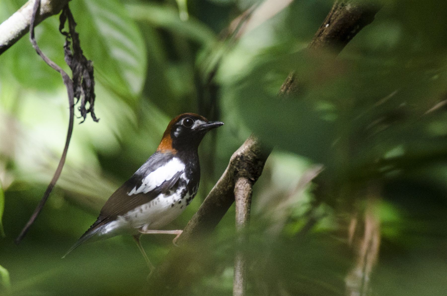 Chestnut-capped Thrush — Borneo wildlife, book, free download, jungle tour, bird, bird tour