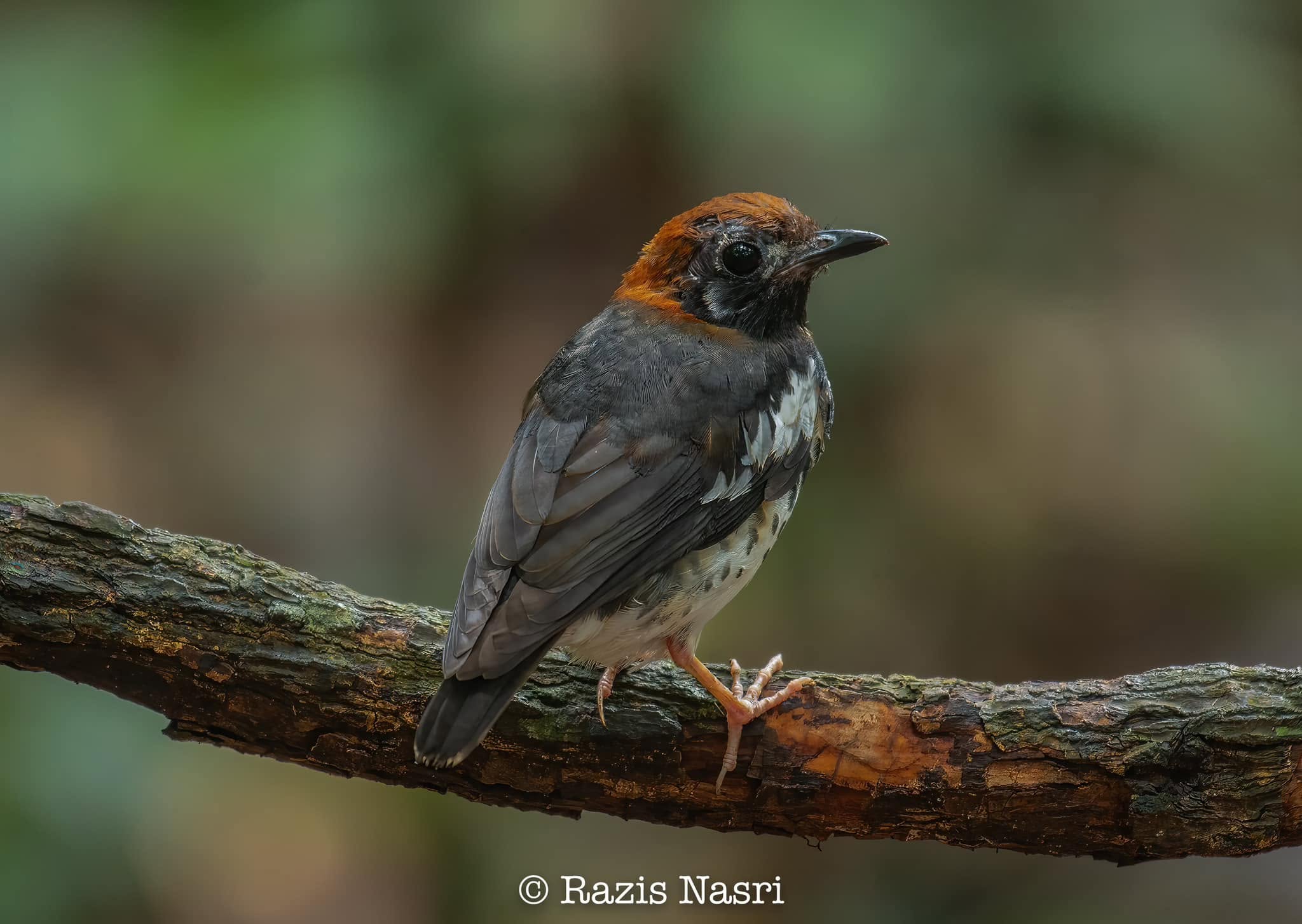 Chestnut-capped Thrush — Borneo wildlife, book, free download, jungle tour, bird, bird tour