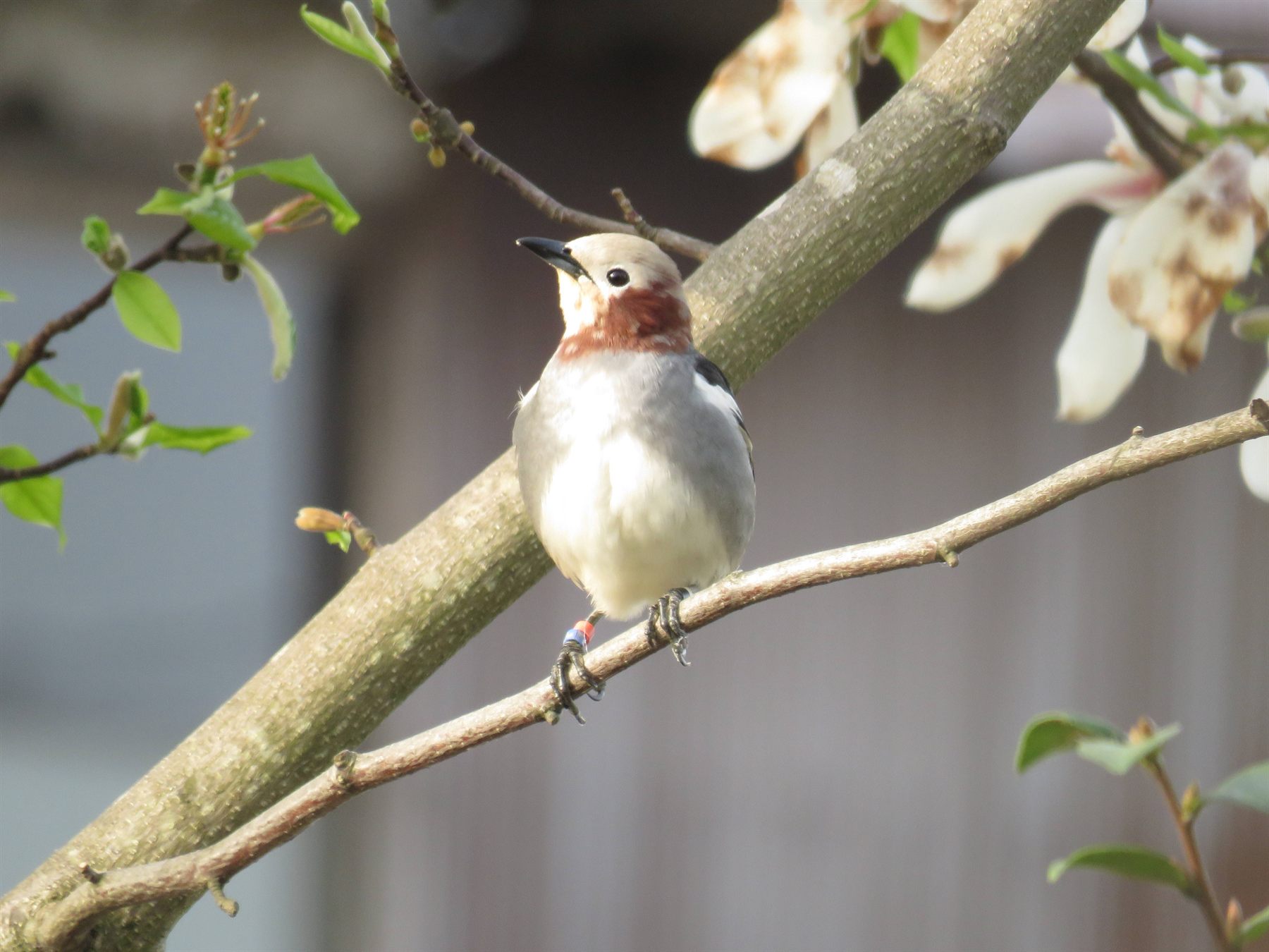 Chestnut-cheeked Starling — Borneo wildlife, book, free download, jungle tour, bird, bird tour