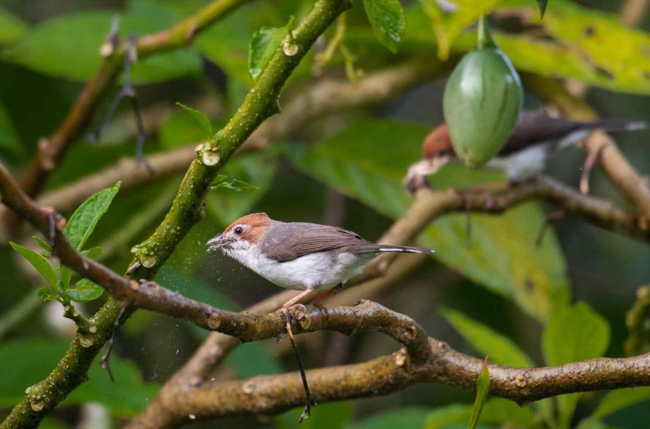 Chestnut-crested Yuhina — Borneo wildlife, book, free download, jungle tour, bird, bird tour