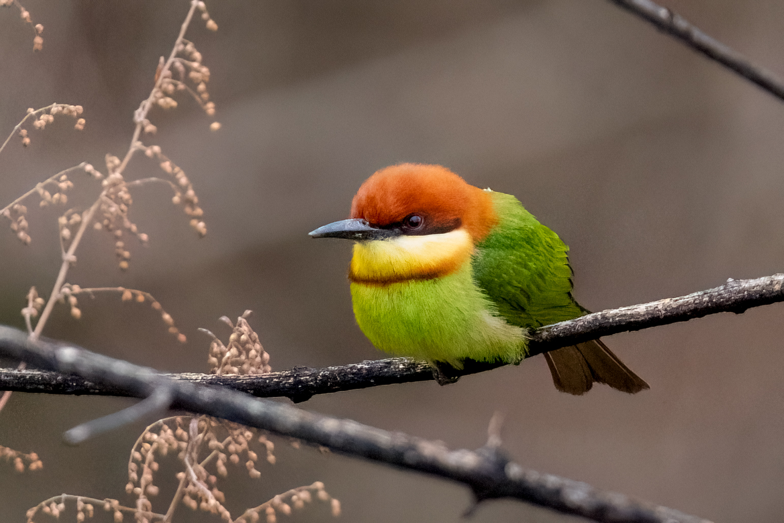 Chestnut-headed Bee-eater — Borneo wildlife, book, free download, jungle tour, bird, bird tour