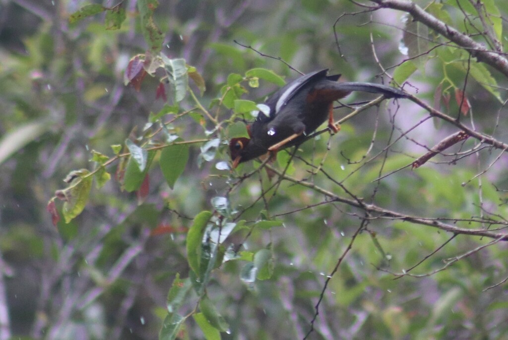 Chestnut-hooded Laughingthrush — Borneo wildlife, book, free download, jungle tour, bird, bird tour